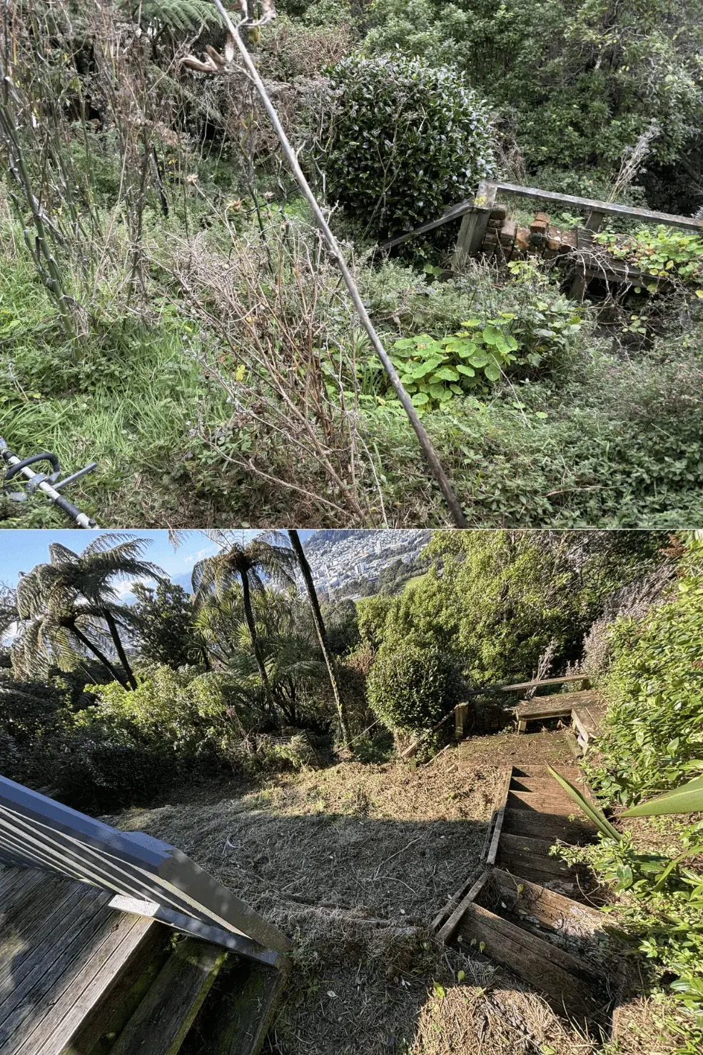 Before and after clearing an overgrown sloping section